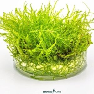 Taxiphyllum barbieri-vaso