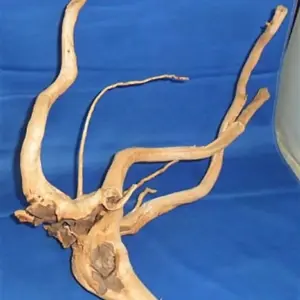 raiz ornam.2y mg de 30 -150 cm