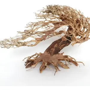 plantepro wave bonsai dm