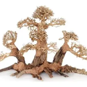 Plantpro forest bonsai im