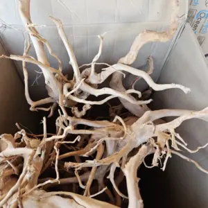 raiz ornam.snake shape 2h 100-200cm