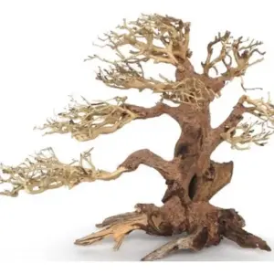 Plantpro pine bonsai fm