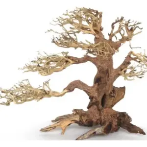 plantepro pine bonsai fm