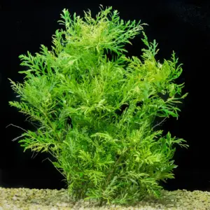 hygrophila difformis