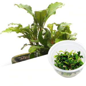 bucephalandra sp.(syntang)