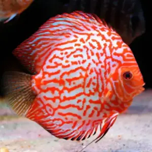 disco pegeon red map m