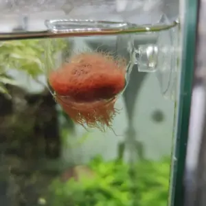 Alimentador Para Peixes ( Blood Worm ) Vidro Fenda Hcb145