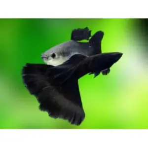 guppy metal black tail