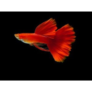 guppy red albino