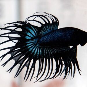 betta crown tail