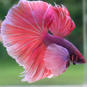 betta dumbo
