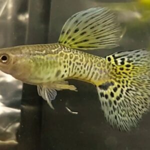 guppy gold yellow lace